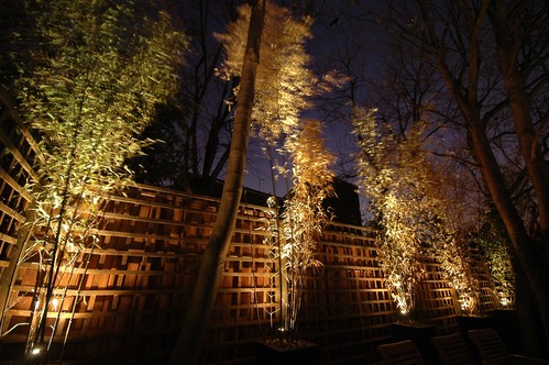 Uplighting trees in garden