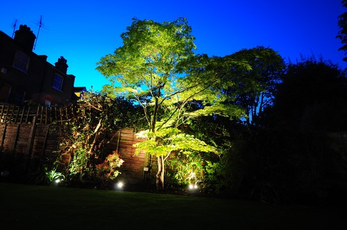 Uplighting a tree