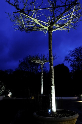 Spike lights lighting trees