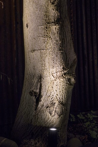 Close up of smooth spikelight illuminating tree