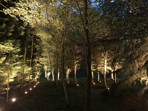 Uplights and trees next to drive way